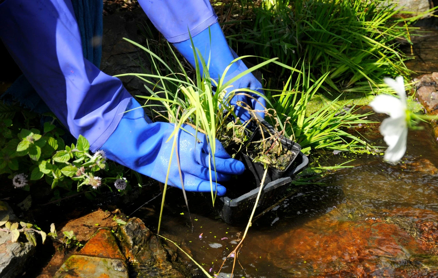 Hozelock Vijverhandschoen 6 X 21 X 38 Cm 5 Hozelock Vijverhandschoen 6 X 21 X 38 Cm - Afbeelding 3