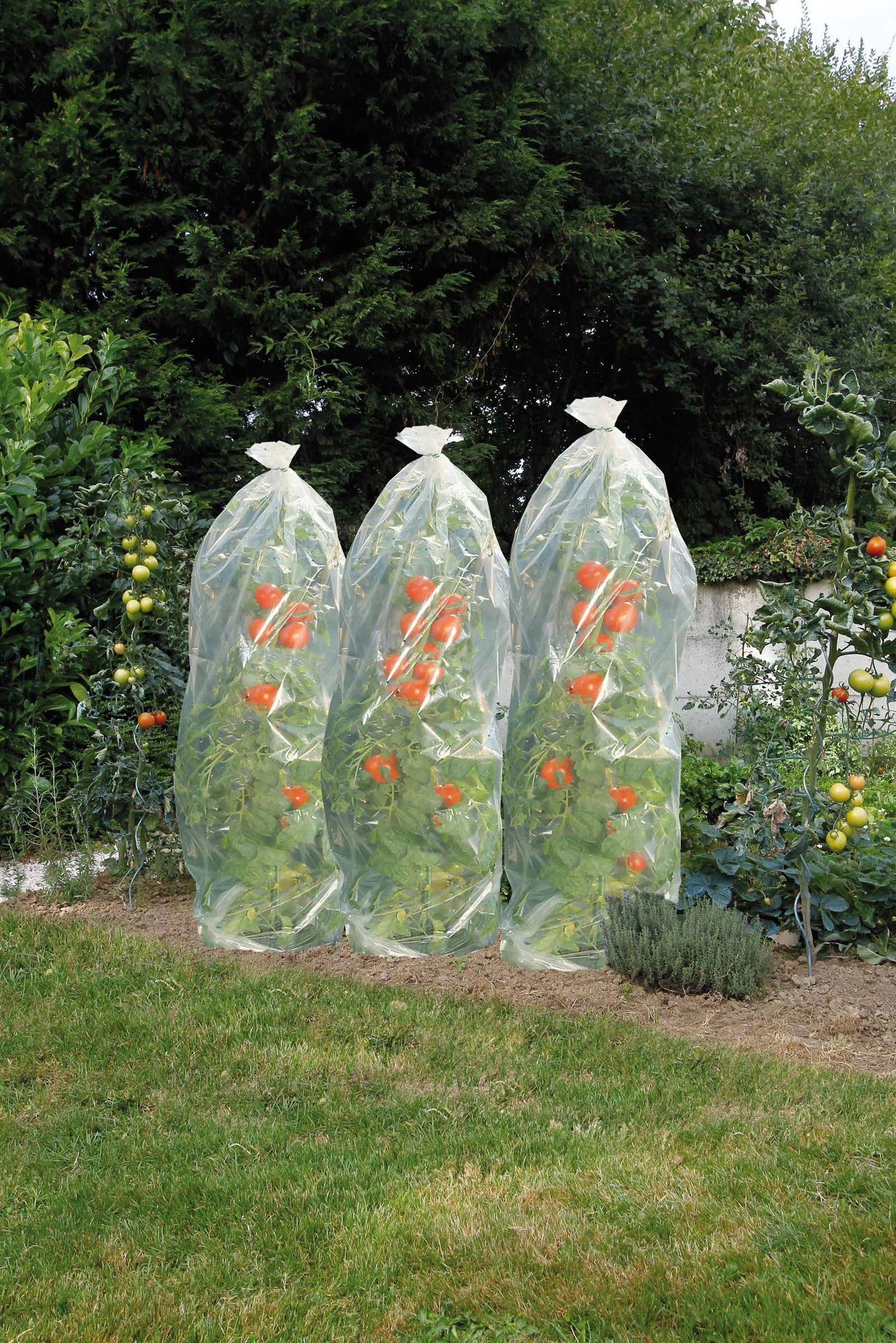 Nature Tomatenhoezen D 50 Cm X 15 M Transparant 4 Nature Tomatenhoezen D 50 Cm X 15 M Transparant - Afbeelding 2