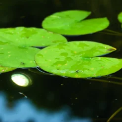 Ubbink Vijververlichting MiniBright 20 Leds -Goedkope Hof Liefde Winkel 8711465540377 5