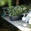 Elho Green Basics Garden XXL 60cm Living Black -Goedkope Hof Liefde Winkel 8711904271800 3