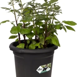 Elho Aardappel Kweekpot Green Basics Zwart D 32 H 26 Cm
