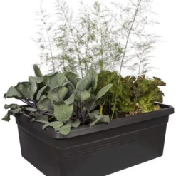 Elho Kweekbak Op Wielen Green Basics Zwart 76,7 X 57,9 X 29 Cm -Goedkope Hof Liefde Winkel 8711904316662 3