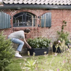 Elho Kweekbak Op Wielen Green Basics Zwart 76,7 X 57,9 X 29 Cm -Goedkope Hof Liefde Winkel 8711904316662 4