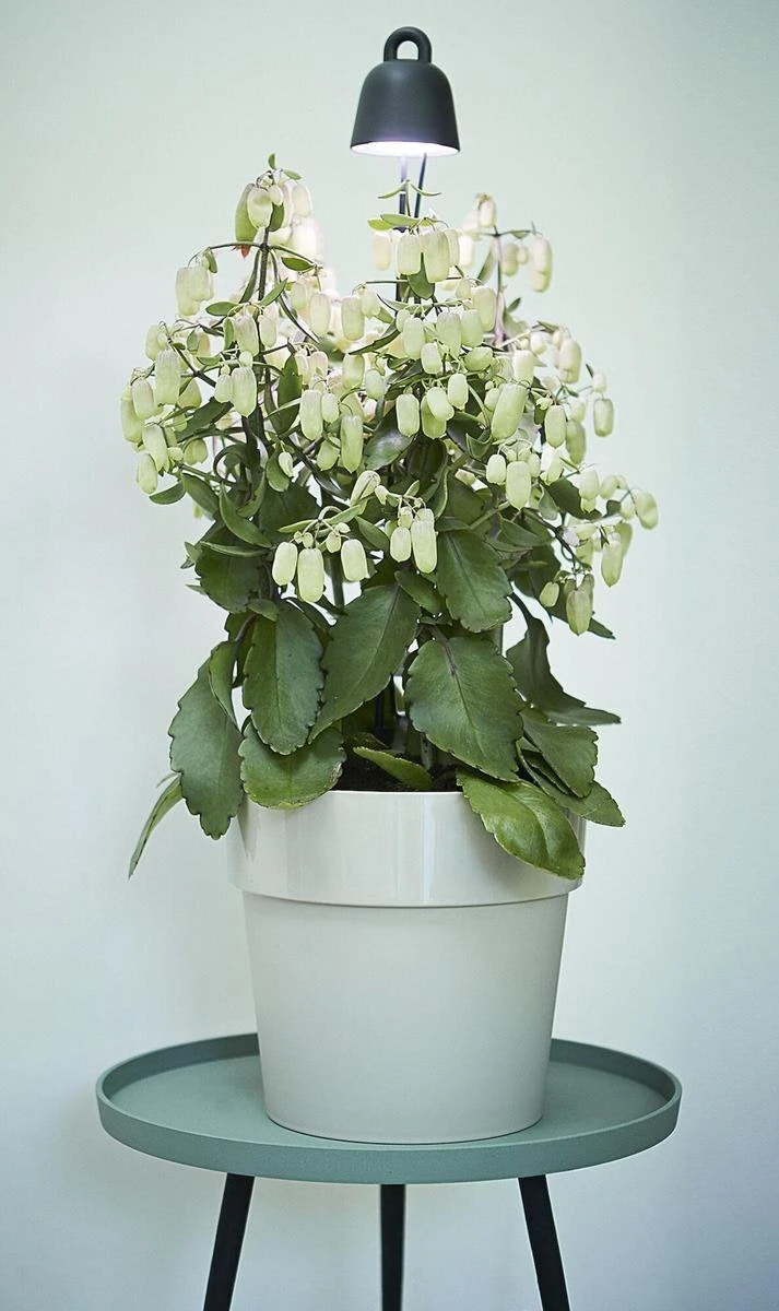 Elho Kweeklamp Zwart Met Wit Led Verlichting 8 X 7 X 36 Cm 4 Elho Kweeklamp Zwart Met Wit Led Verlichting 8 X 7 X 36 Cm - Afbeelding 2