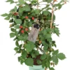 Doornloze Braam (Rubus Fruticosus 'Loch Ness') Met Rek D 17 H 70 Cm -Goedkope Hof Liefde Winkel 8712044701769 1