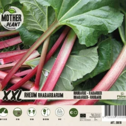Florex Moederplant Rabarber (Rheum Barbaratum)