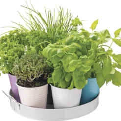 Florex Kruidenzaden Dienblad Met 7 Keukenkruiden 9 Florex Kruidenzaden Dienblad Met 7 Keukenkruiden -Goedkope Hof Liefde Winkel 8713339195300