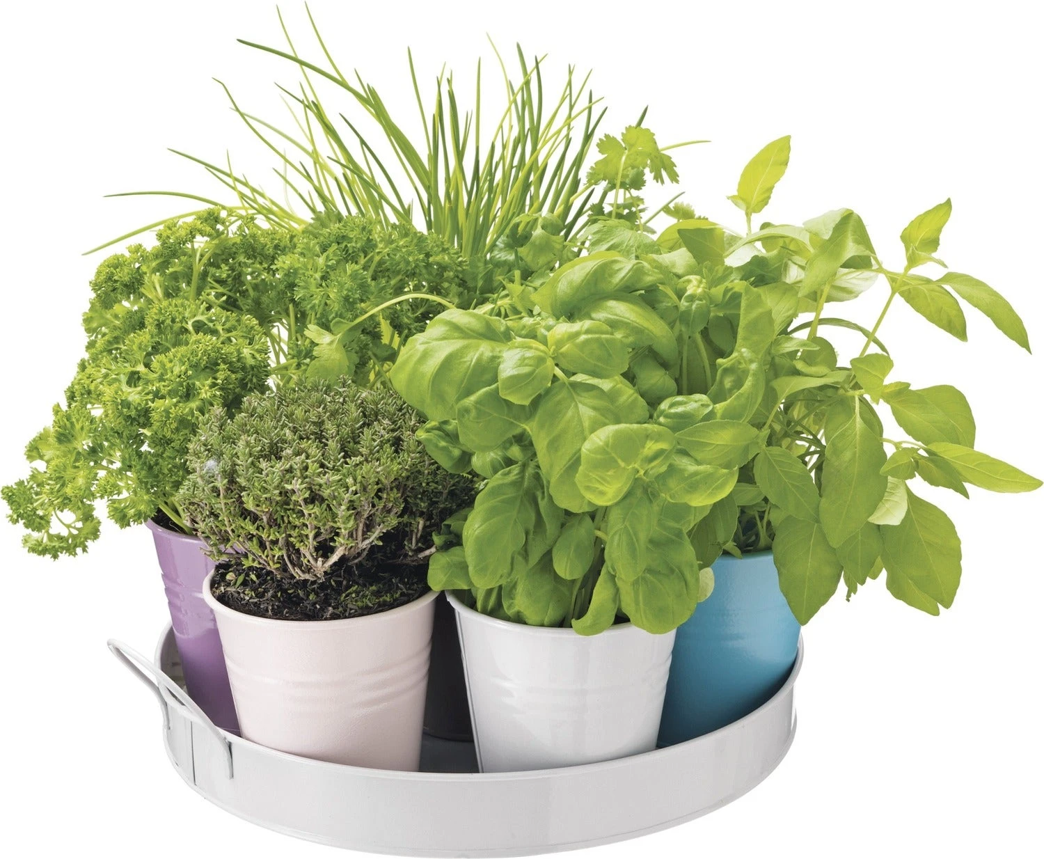 Florex Kruidenzaden Dienblad Met 7 Keukenkruiden 6 Florex Kruidenzaden Dienblad Met 7 Keukenkruiden - Afbeelding 4