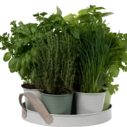 Florex Kruidenzaden Dienblad Met 7 Keukenkruiden 8 Florex Kruidenzaden Dienblad Met 7 Keukenkruiden -Goedkope Hof Liefde Winkel 8713339195300 3