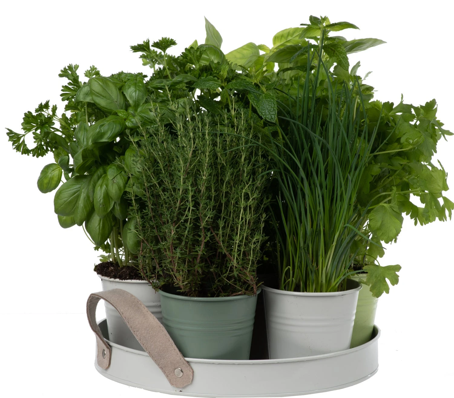 Florex Kruidenzaden Dienblad Met 7 Keukenkruiden 5 Florex Kruidenzaden Dienblad Met 7 Keukenkruiden - Afbeelding 3