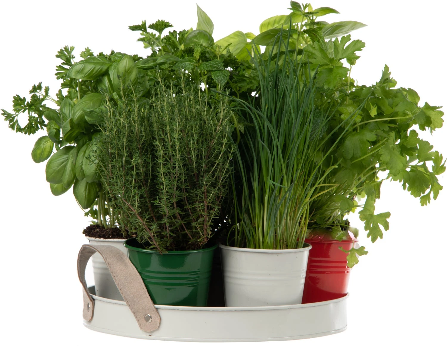 Florex Kruidenzaad Dienblad Met 7 Italiaanse Kruiden 30 X 30 X 10 Cm 4 Florex Kruidenzaad Dienblad Met 7 Italiaanse Kruiden 30 X 30 X 10 Cm - Afbeelding 2