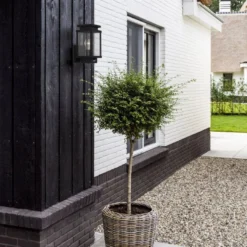 KS Verlichting Wandlamp Boston Zwart 16 X 12,7 X 26 Cm -Goedkope Hof Liefde Winkel 8714732776707 6