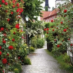 PB-Collection Schilderij Alley Roses Multi 70 X 130 X 2 Cm