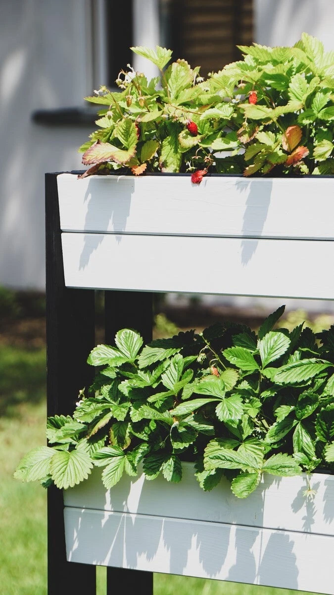 Intratuin Kweektoren Op Poten Wit / Zwart 44 X 40 X 91 Cm 6 Intratuin Kweektoren Op Poten Wit / Zwart 44 X 40 X 91 Cm - Afbeelding 4