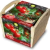 Baza Tomato Box Tomaat (Solanum Lycopersicum 'Minibel') -Goedkope Hof Liefde Winkel 8726200174809